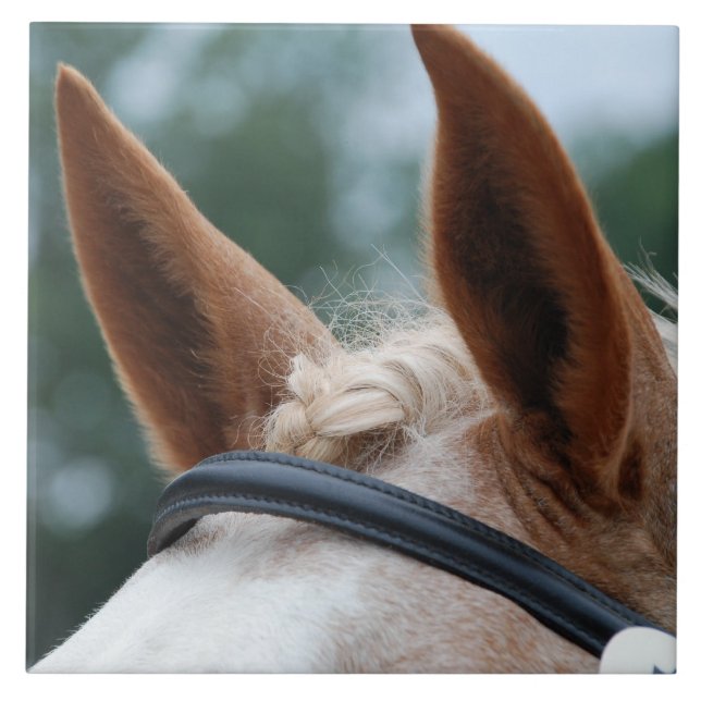 Azulejo oídos del caballo (Frente)