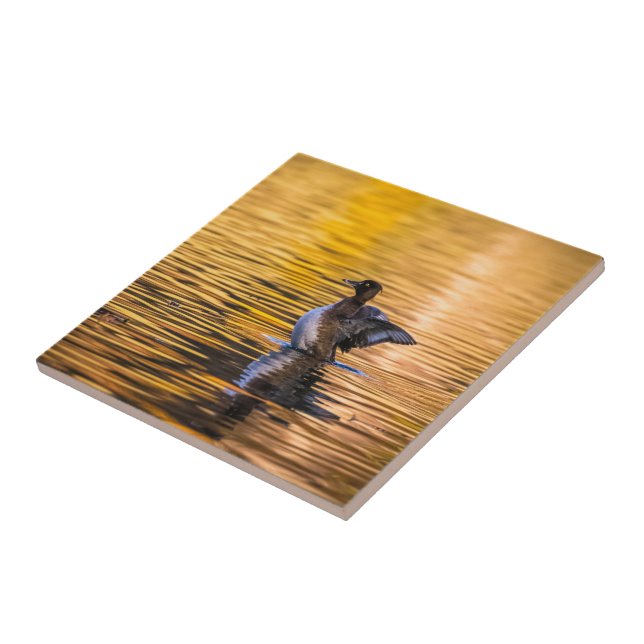 Azulejo Ojo dorado en un lago dorado (Lado)