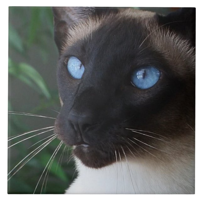 Azulejo Ojos azules del gato siamés (Frente)