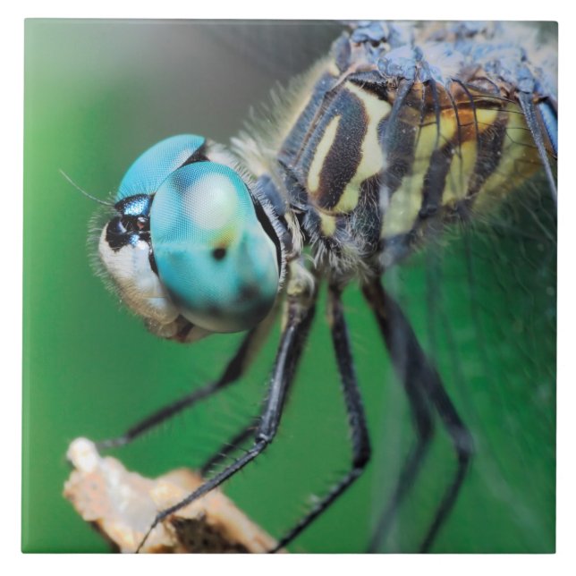 Azulejo Ojos azules del primer de Darner de la libélula (Frente)