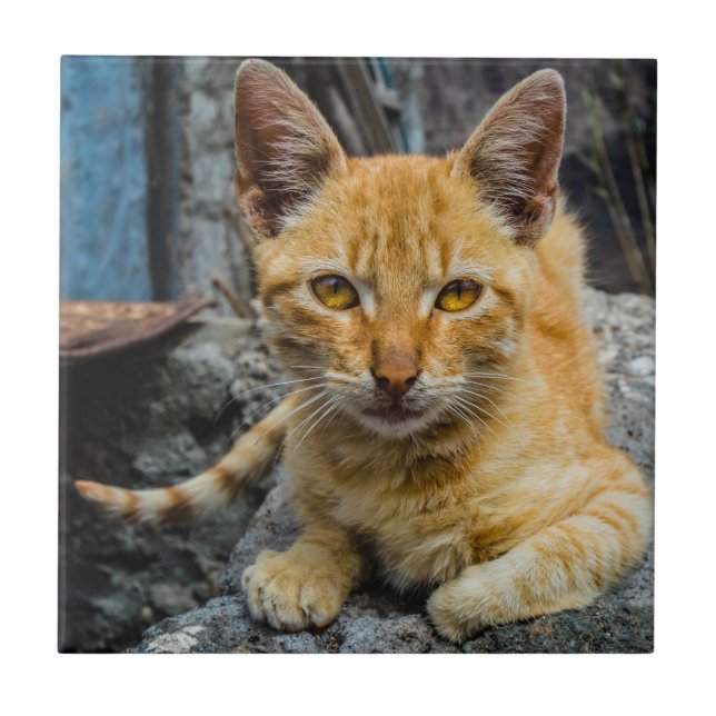 Azulejo Ojos dorados (Frente)