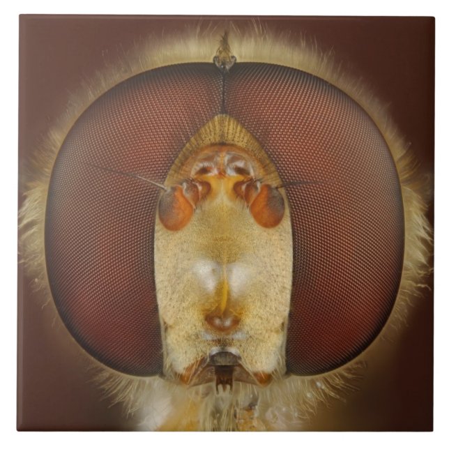 Azulejo Ojos principales y compuestos de una mosca de la (Frente)