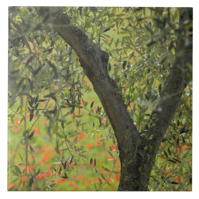 Azulejo Olivo, d'Orcia de Castiglione, provincia de Siena, (Frente)