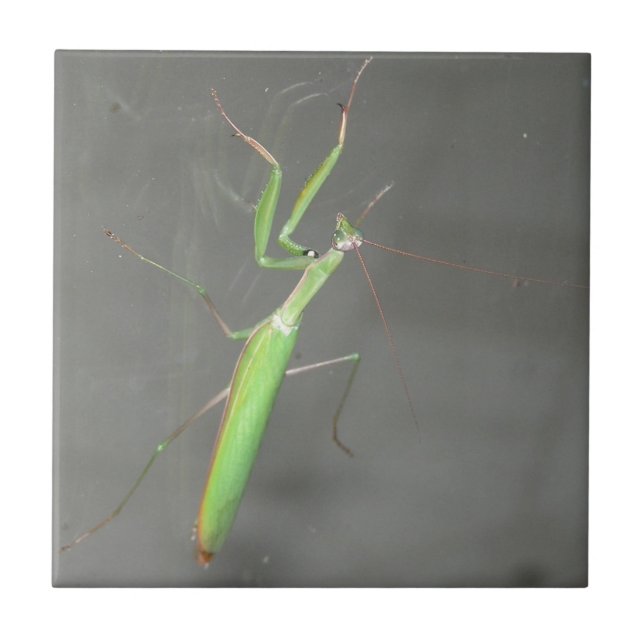 Azulejo Orando a Mantis (Frente)