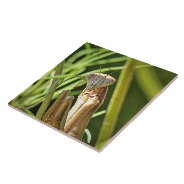 Azulejo Orando a Mantis (Lado)