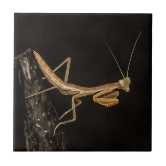 Azulejo Orando Mantis Arte De Insectos Cuto Y Alarmante