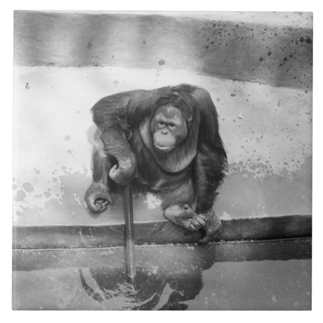 Azulejo Orangután (Frente)