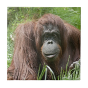 Azulejo Orangutan