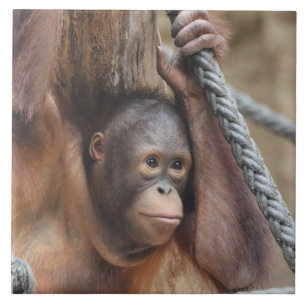 Azulejo OrangUtan 002