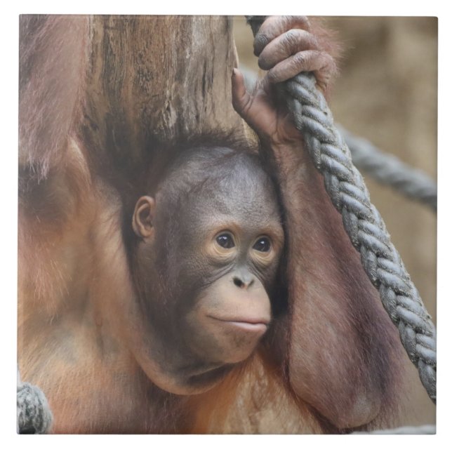 Azulejo OrangUtan 002 (Frente)