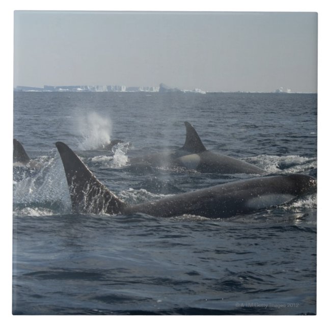 Azulejo orca (Frente)