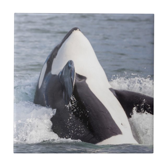 Azulejo Orca saltando (Frente)
