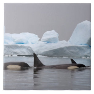 Azulejo orcas (ballenas asesinas), Orcinus orca, grupo