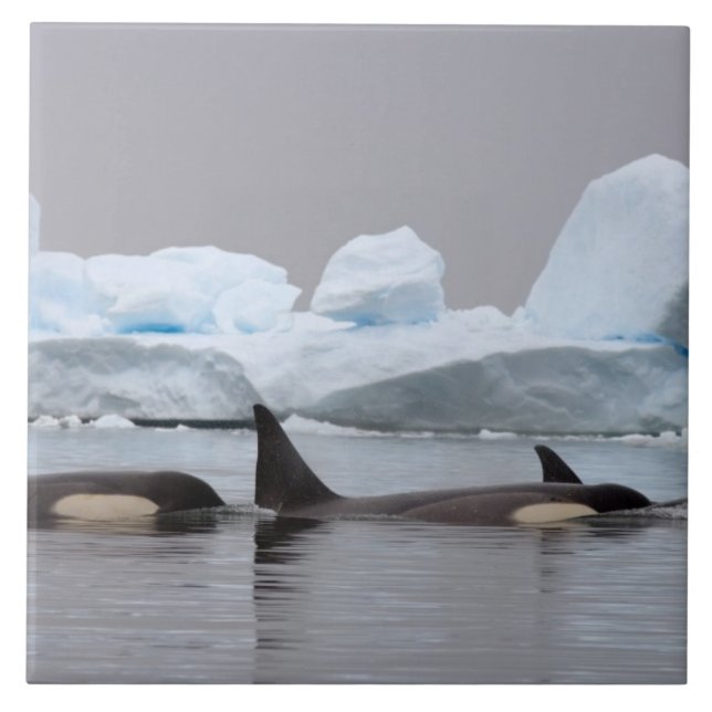 Azulejo orcas (ballenas asesinas), Orcinus orca, grupo (Frente)