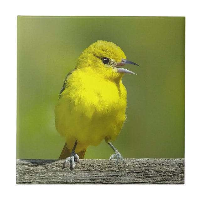 Azulejo Orchard Oriole - Foto original (Frente)