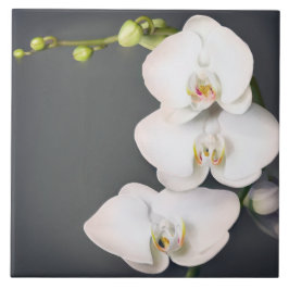 Azulejo Orchidaceae (orquídeas blancas