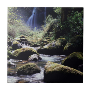 Azulejo Oregón, Bosque Nacional Siskiyou, Elk Creek
