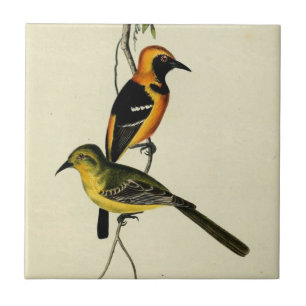 Azulejo Oriole encapuchado