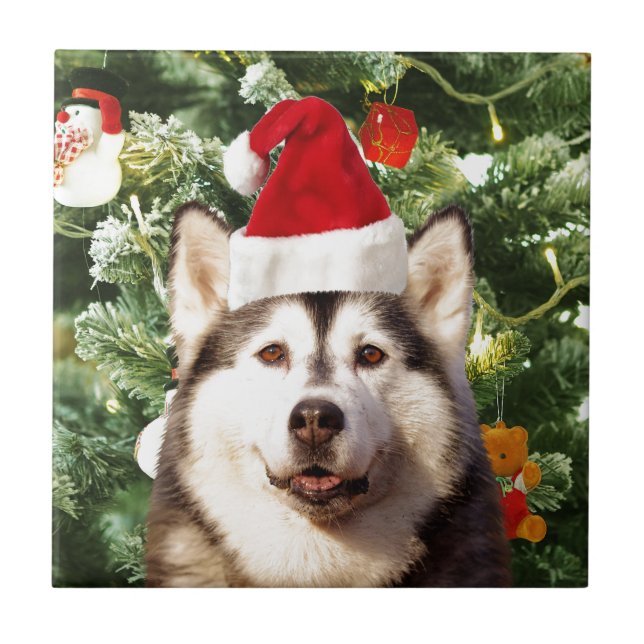 Azulejo Ornamento de árbol de navidad siberiano Husky Snow (Frente)