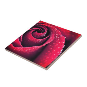 Azulejo Oro matutino en pétalos de rosa roja, fotografía