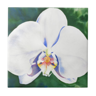 Azulejo Orquídea Blanca