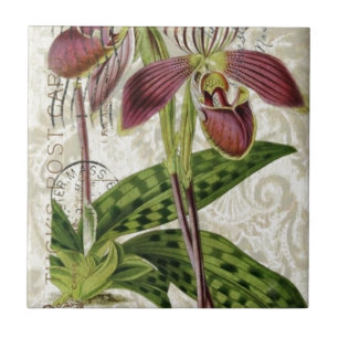 Azulejo orquídea botánica francesa tropical parisiense
