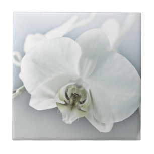 Azulejo Orquídea de faleonopsis blanca