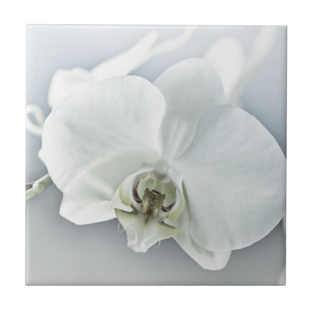 Azulejo Orquídea de faleonopsis blanca (Frente)