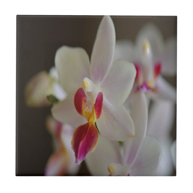 Azulejo Orquídea Falaenopsis (Frente)