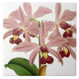Azulejo Orquídea rara flor de Cattleya Superba vintage