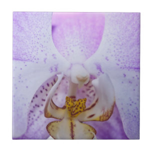 Azulejo Orquídea Rosa