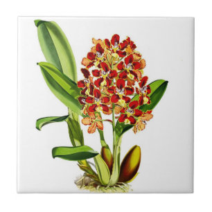 Azulejo Orquídeas
