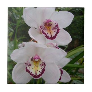 Azulejo Orquídeas Blancas Hermosas Flores Tropicales