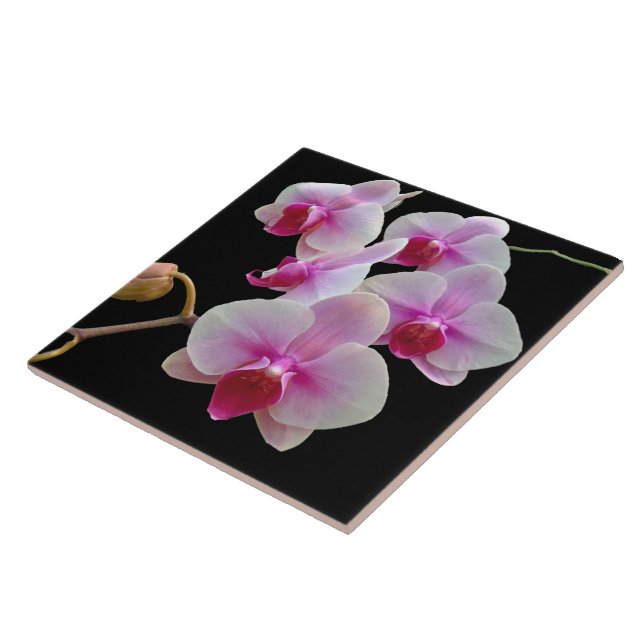 Azulejo Orquídeas de polillas rosadas en negro - Falenopsi (Lado)