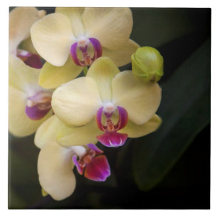 Azulejo Orquídeas de rosa y amarillo