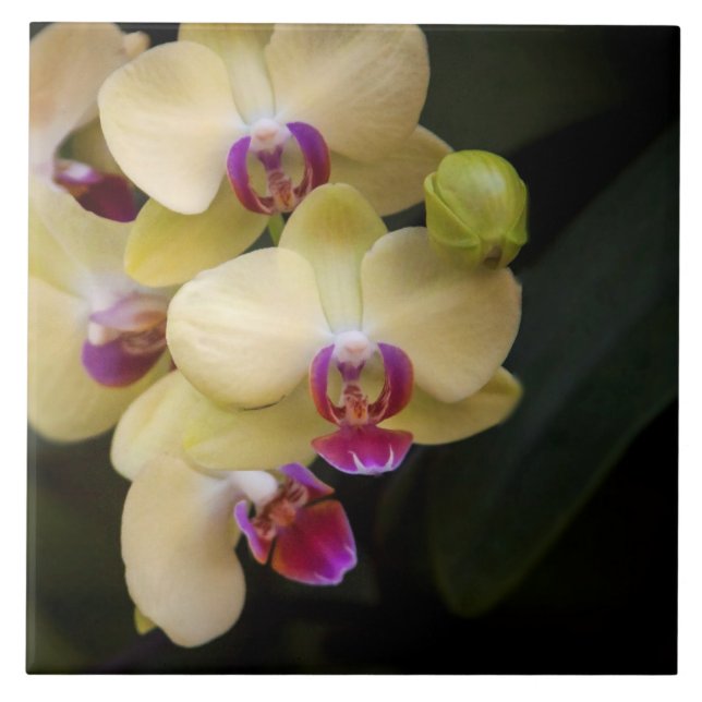 Azulejo Orquídeas de rosa y amarillo (Frente)