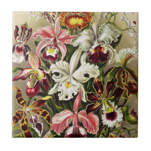 Azulejo Orquídeas, Orquídea Denusblumen Ernst Haeckel