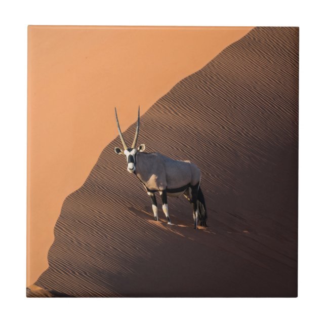 Azulejo Oryx al borde, Namibia (Frente)