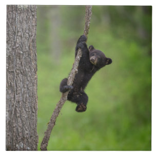 Azulejo Osezno de oso negro jugando en rama de árbol