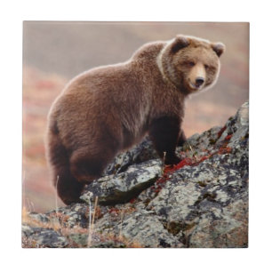 Azulejo Oso de Denali Brown
