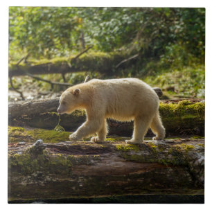 Azulejo Oso Espíritu Blanco Caza
