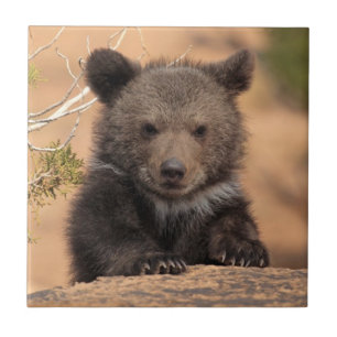 Azulejo Oso grizzly Cub