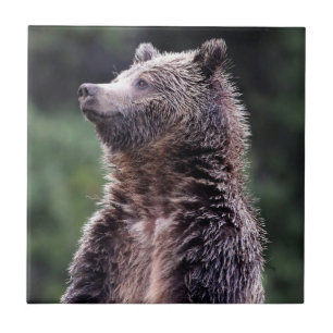 Azulejo Oso grizzly derecho