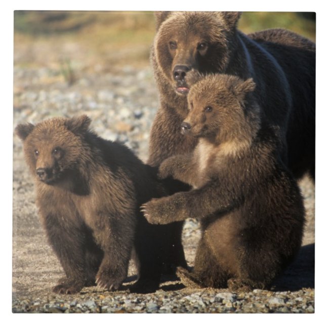 Azulejo Oso marrón, oso pardo, cerda con costillas en la c (Frente)
