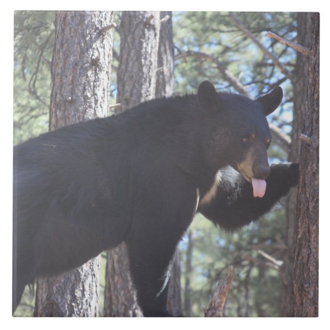 Azulejo Oso negro (Frente)