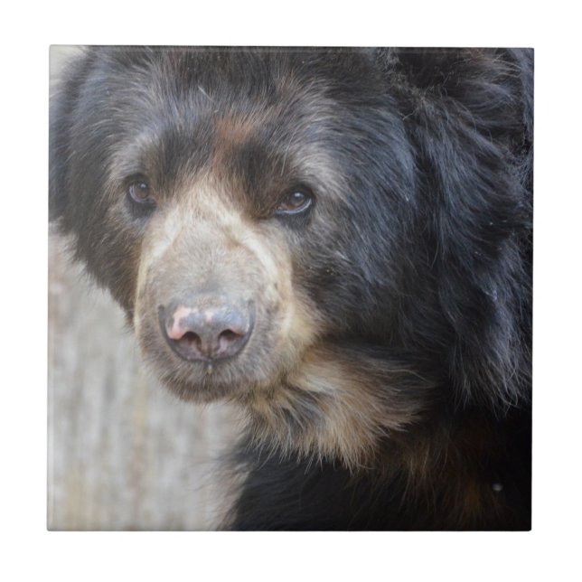 Azulejo Oso negro adorable (Frente)