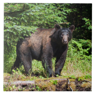 Azulejo Oso negro alfa