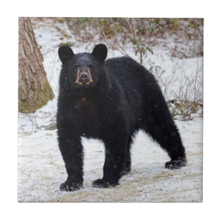 Azulejo Oso negro de Pennsylvania en invierno