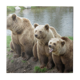 Azulejo Oso osos animal personalizado aniversarios persona