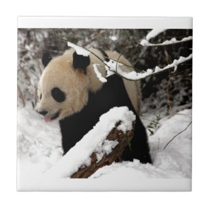 Azulejo Oso Panda